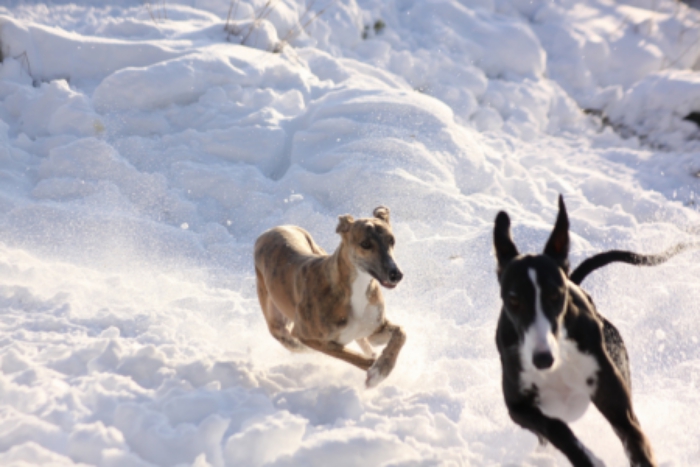 Riesgo Legal y Compliance, galgos o podencos